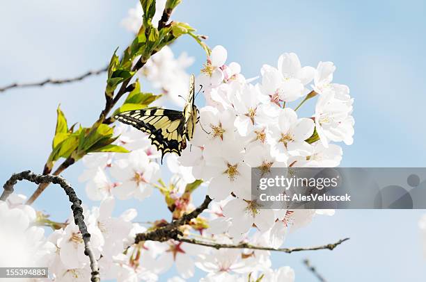 butterfly on fruit tree flower - apricot blossom stock pictures, royalty-free photos & images