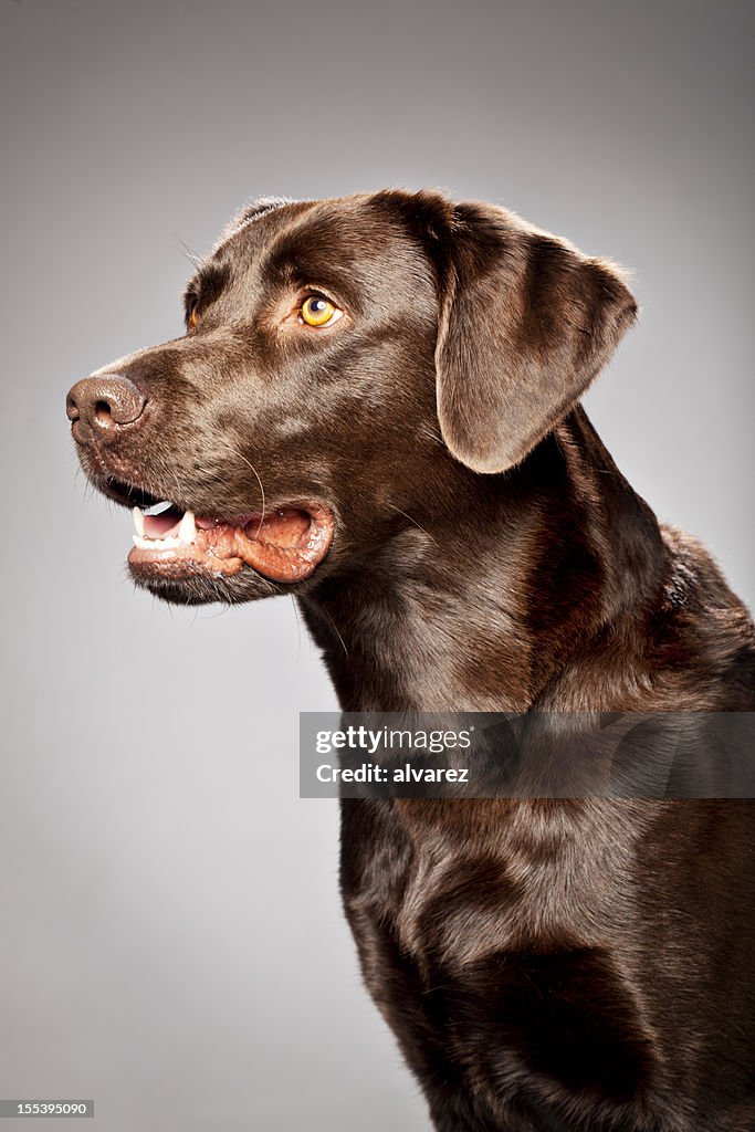 Portrait of a Chocolate Labrador