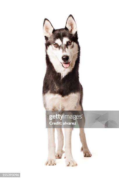 portrait of a siberian husky - husky stock pictures, royalty-free photos & images