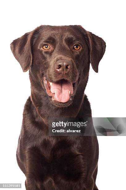 portrait of a chocolate labrador - labrador retriever stock pictures, royalty-free photos & images