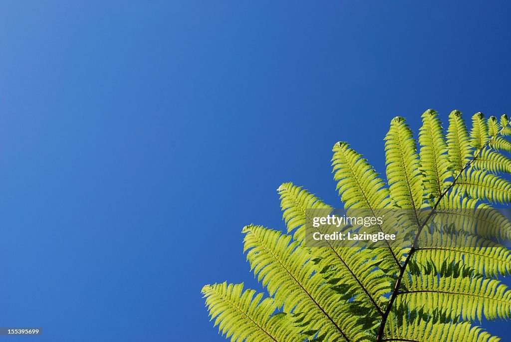 New Zealand Punga Fern
