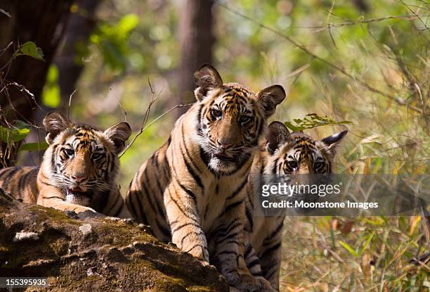 bengal tigers in bandhavgarh np, india - a bengal tiger stockfoto's en -beelden