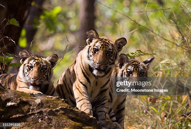 bengal tigers in bandhavgarh np, india - three animals stock pictures, royalty-free photos & images