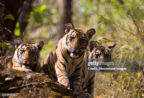bengal tigers in bandhavgarh np, india - wildlife reserve stock pictures, royalty-free photos & images