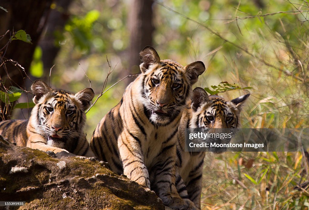 Bengal Tigers in Bandhavgarh NP, India