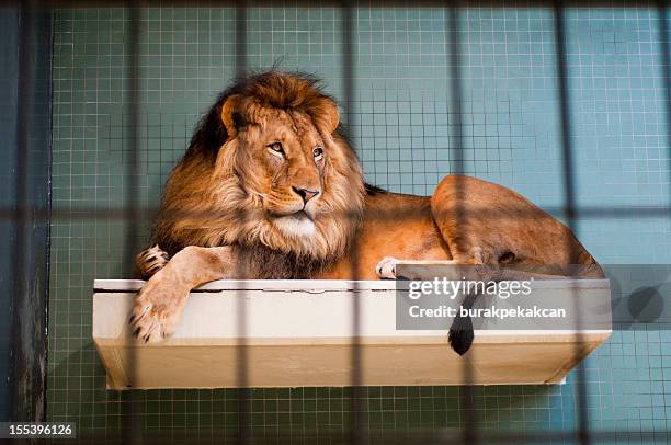lion hinter bars liegen im berliner city zoo - löwenrudel stock-fotos und bilder