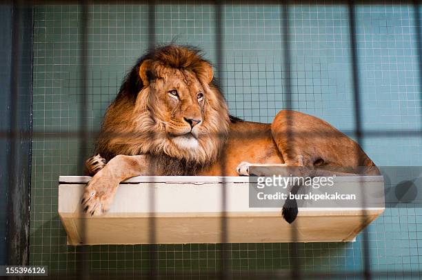 lion lying behind bars at the berlin city zoo - birdcage stockfoto's en -beelden