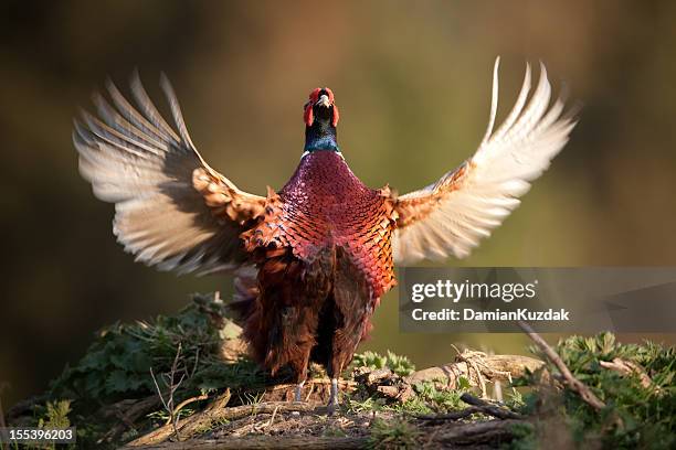 pheasant (phasianus colchicus) - pheasant stock pictures, royalty-free photos & images