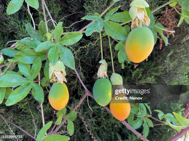 fruits of passiflora caerulea (blue passion flower) - passion fruit flower images stock pictures, royalty-free photos & images