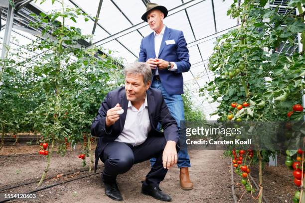 German Economy and Climate Action Minister Robert Habeck and Peter Schrum, shareholder of SUNfarming, try fruits of tomato plants growing at the...