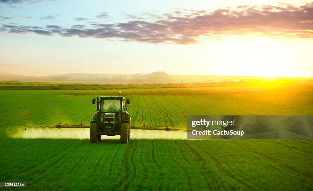 Tractor en el campo de trigo de trabajo