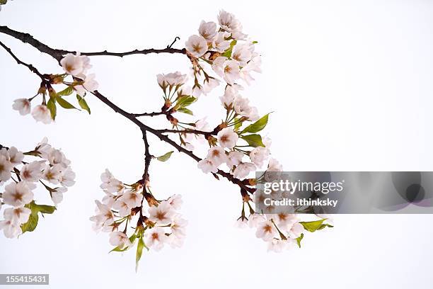 cherry blossom - zweig stock-fotos und bilder