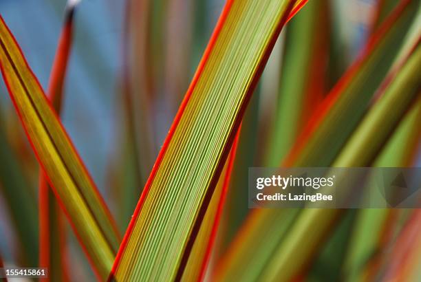 sunlit 'maori queen' flax (harakeke) - new zealand leaves stock pictures, royalty-free photos & images