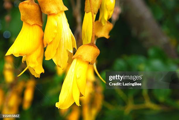 kowhai bloom, spring - new zealand yellow stock pictures, royalty-free photos & images