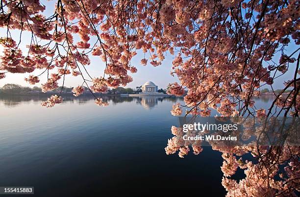 dc cerezos en flor - jefferson memorial fotografías e imágenes de stock