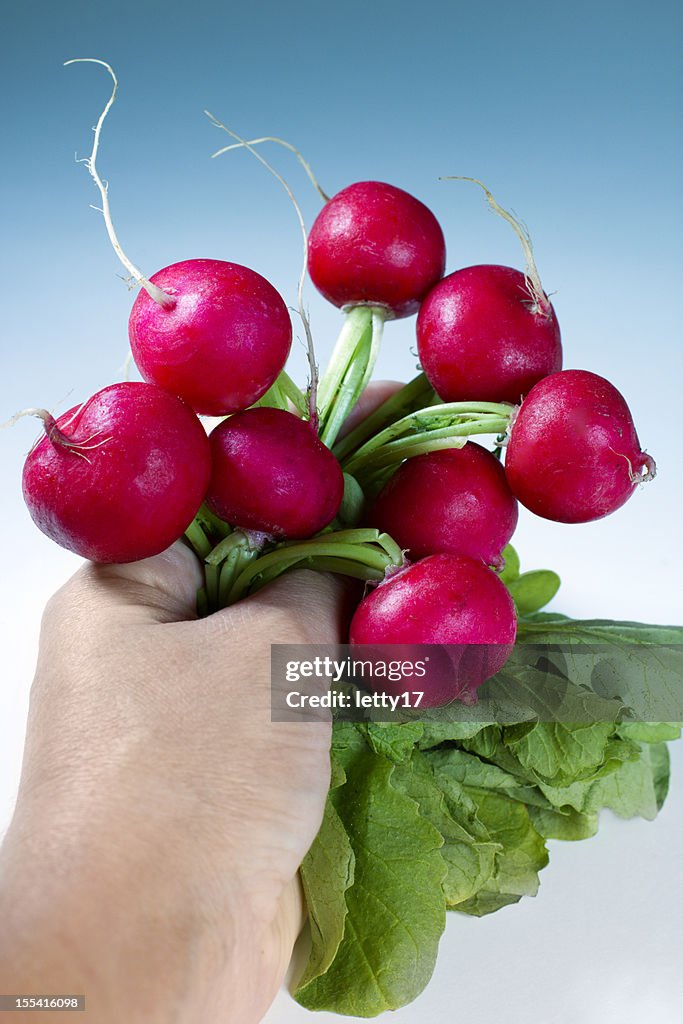 Radish harvest