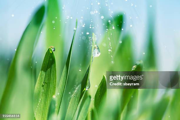 grass and rain - irrigation equipment stockfoto's en -beelden