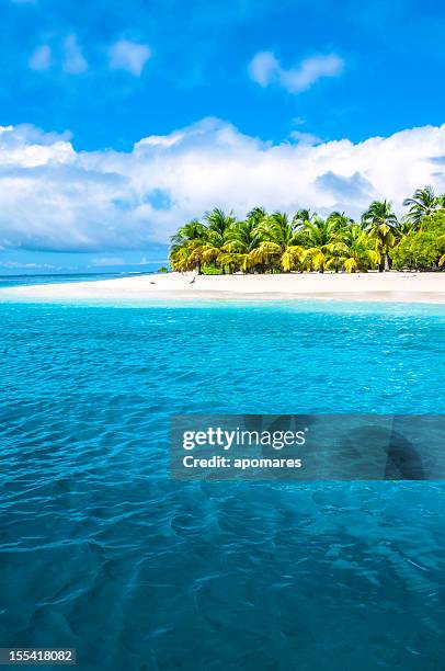 tropische insel-türkis strand mit kokospalmen - carribean beach stock-fotos und bilder