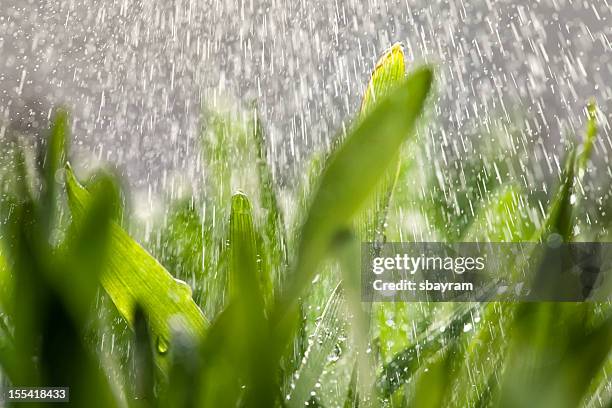 Raining Rfield 43,572 Rainy Field Stock Photos, High-Res Pictures, and Images - Getty ...