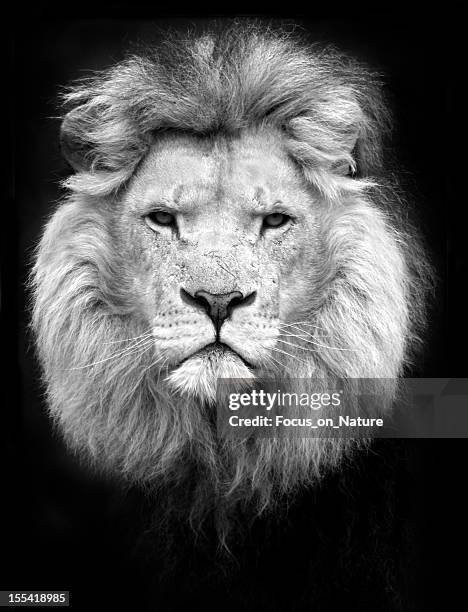 black and white portrait of a lion - lion black and white stock pictures, royalty-free photos & images