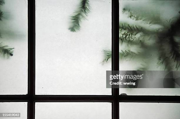 frosted window and fir branches - frosted glass stockfoto's en -beelden