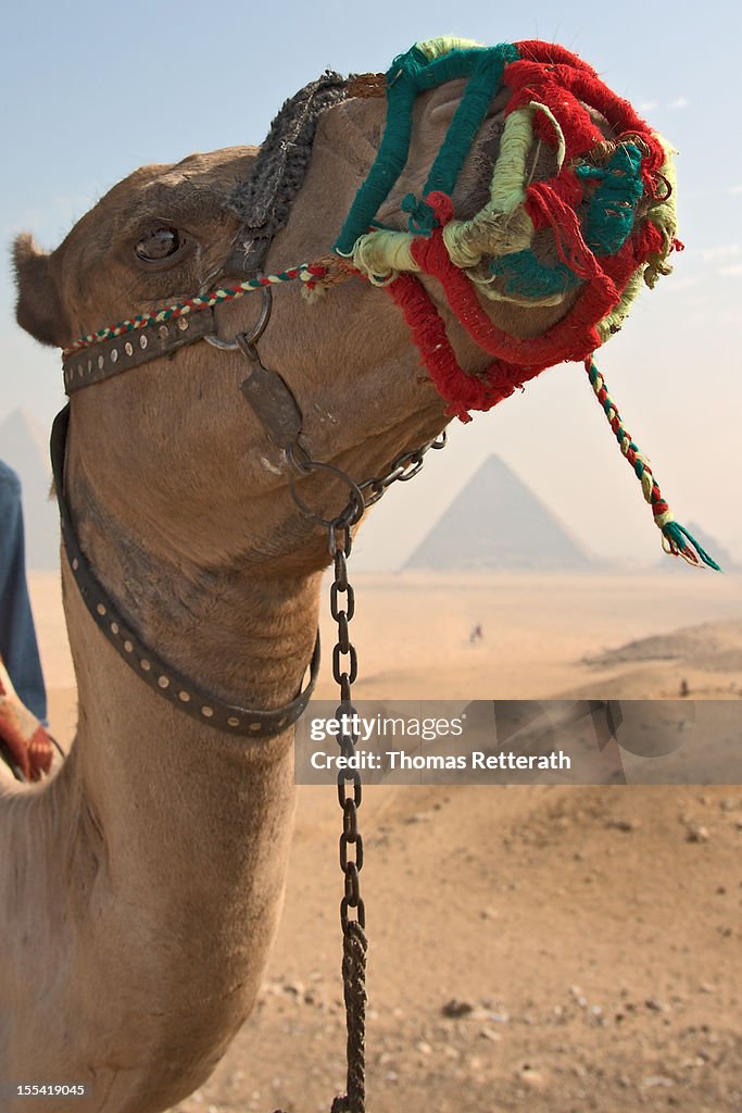 At the pyramids