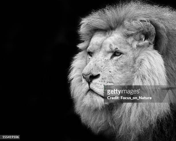 7,469 Black And White Lion Photos and Premium High Res Pictures - Getty  Images