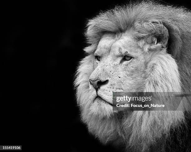 black and white portrait of a lion - lion black and white stock pictures, royalty-free photos & images