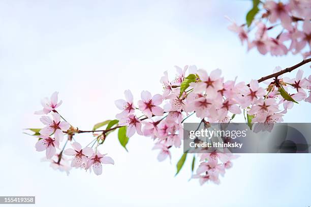 cherry blossom - kirschblüte stock-fotos und bilder