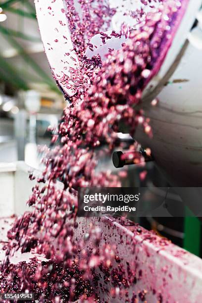 squashed red grape waste being tipped into vat at winery - red grape stockfoto's en -beelden