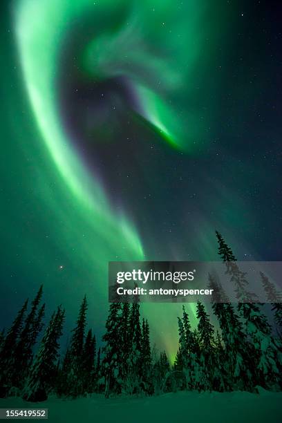 aurora borealis über eine frozen forest - schwedisch lappland stock-fotos und bilder