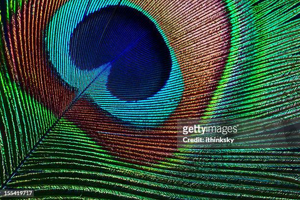 piuma di pavone - colore brillante foto e immagini stock