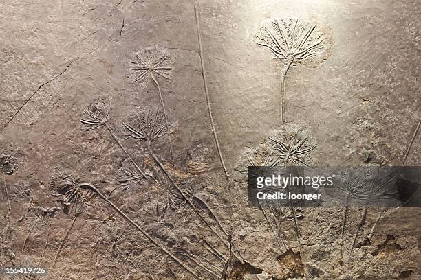 crinoid(sea lily)fossil - invertebrate stock pictures, royalty-free photos & images