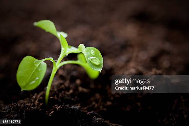 small plant - sapling stock pictures, royalty-free photos & images