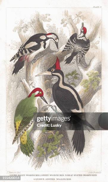 woodpecker old litho print from 1852 - great spotted woodpecker stock illustrations