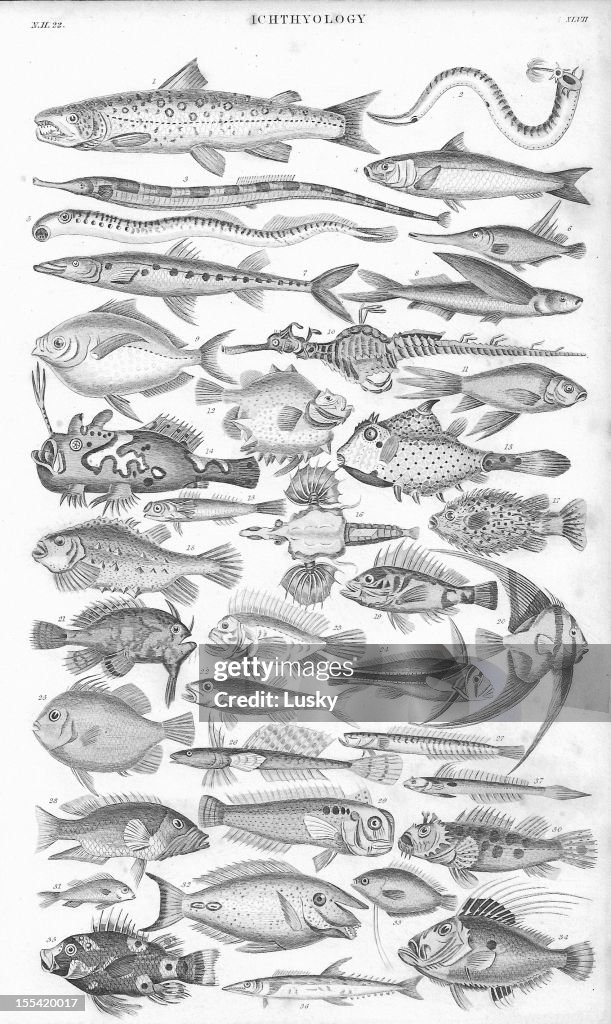 Fish old litho print from 1852