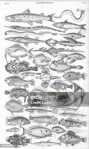 fish old litho print from 1852 - acanthuridae stock illustrations