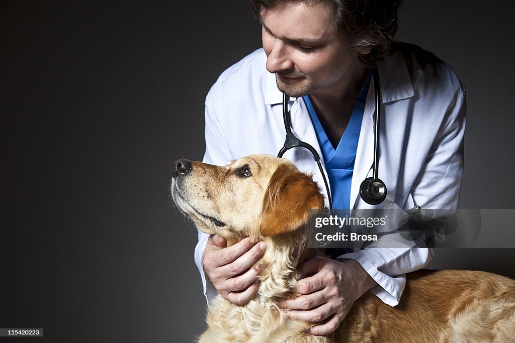 Veterinario examinar un perro