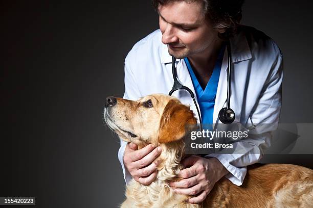 vet examining a dog - healthcare worker beauty in nature stock pictures, royalty-free photos & images