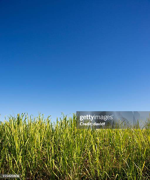umweltfreundliche farm - sugar cane field stock-fotos und bilder