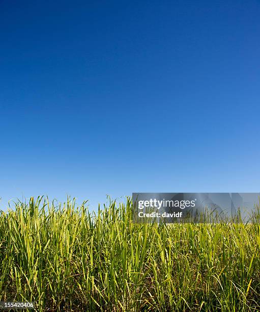 ecológico farm - cana de açúcar imagens e fotografias de stock