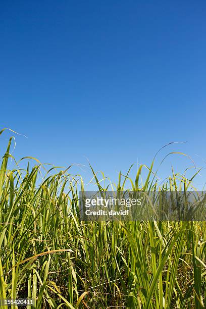 sugar cane crop - agriculture sugar cane stock pictures, royalty-free photos & images
