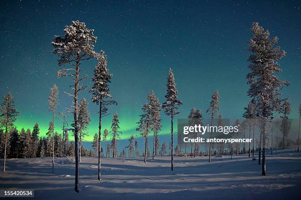 árvores de pinho aururora de congelado. - lapónia sueca imagens e fotografias de stock