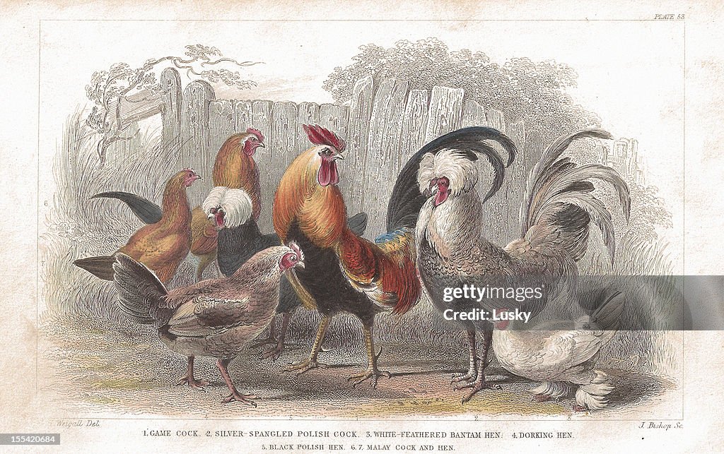 Cock and Hen lithograph old print from 1852