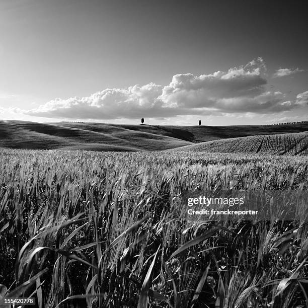 monochrome landscape valley in italy - landscape black and white stockfoto's en -beelden