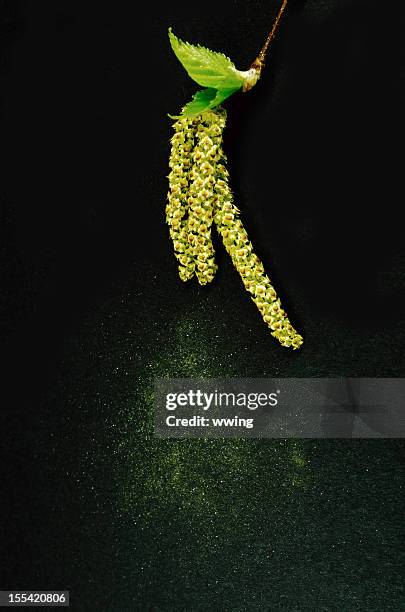 birch catkins auf schwarz - birke stock-fotos und bilder