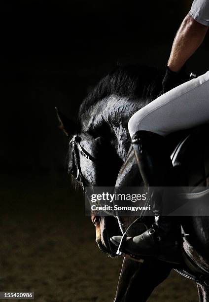 horse portrait - recreational horseback riding stock pictures, royalty-free photos & images