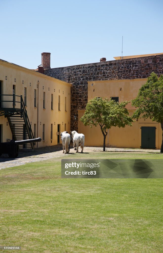 Two white shire horses in sunny courtyard