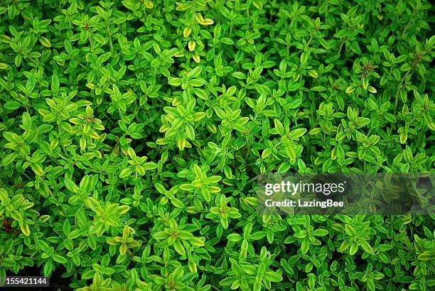 thyme close-up - tijm stockfoto's en -beelden