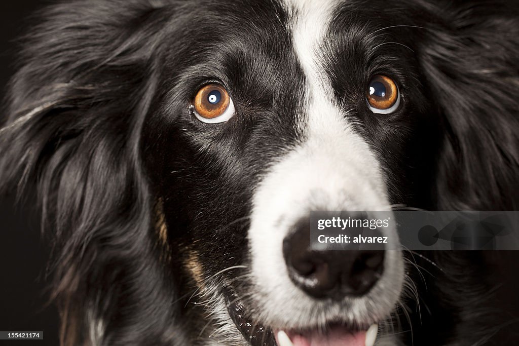 Portrait of a Border Collie
